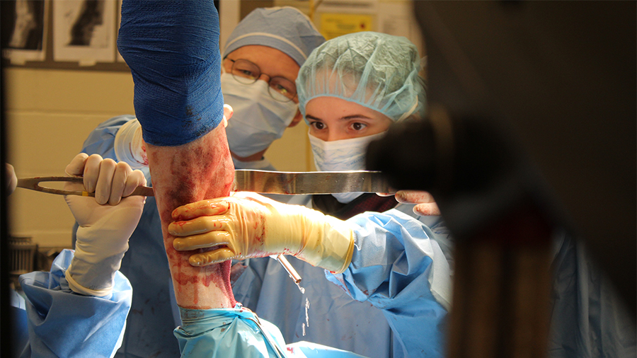 ARI research pearls: New HeadsUP cortex screw with larger head could improve equine patients’ quality of life